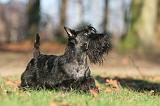 SCOTTISH TERRIER 027